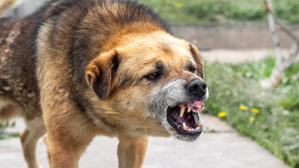 personal injury lawyers handle dog bite related injury
